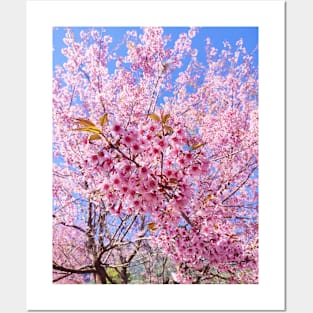 Beautiful pink flowers Posters and Art